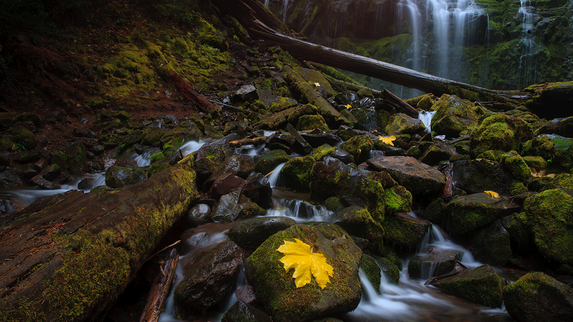 proxybasin_leaf_clean_web - Copy