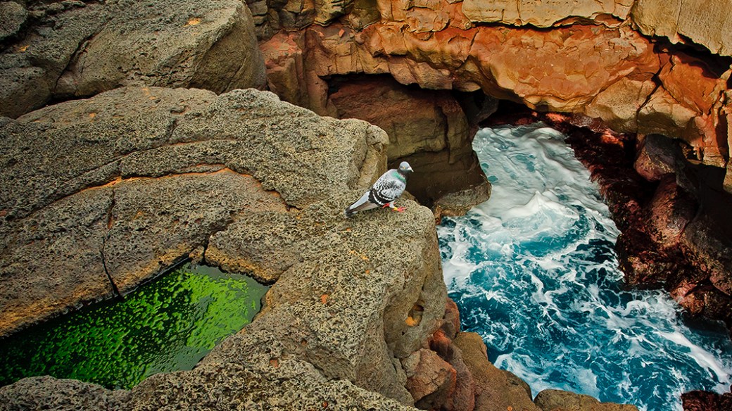 southpointpidgeon5_web